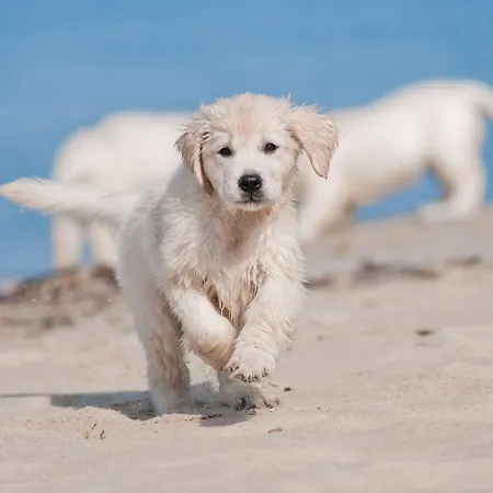 Fischland Appartement *